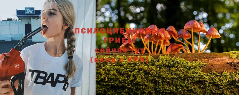 Галлюциногенные грибы Psilocybine cubensis  OMG онион  Оленегорск 